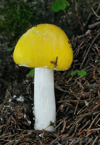 Amanita muscaria var. guessowii (muchotrávka červená čižmičkatá)