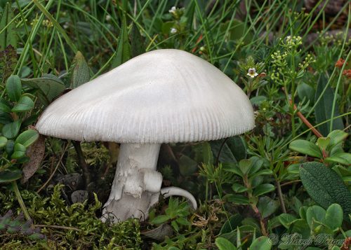 Amanita nivalis (muchotrávka snežná)