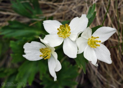 Anemone narcissiflora (veternica narcisokvetá)