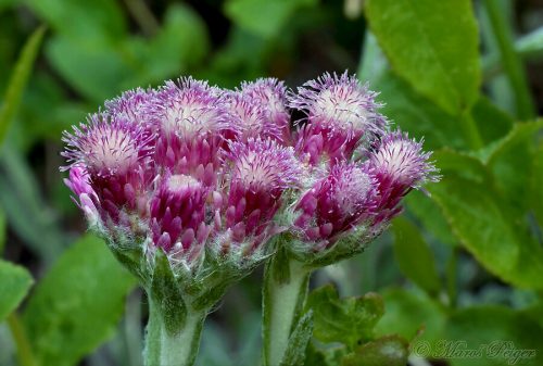 Antennaria dioica (plešivec dvojdomý)