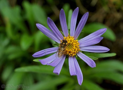 Aster alpinus (astra alpínska)