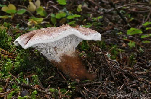 Bankera violascens (korkovka pleťová)