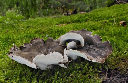 Boletopsis leucomelaena (hrboľnačka černastá)