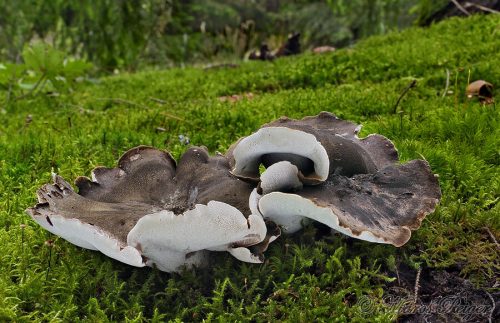 Boletopsis leucomelaena (hrboľnačka černastá)