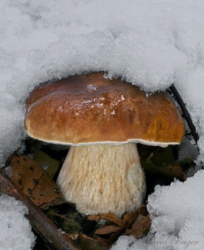 Boletus edulis (hríb smrekový)