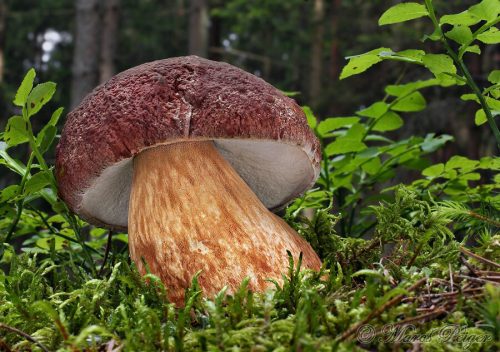 Boletus pinophilus (hríb sosnový)