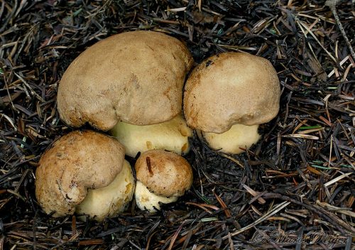 Butyriboletus subappendiculatus (hríb horský)