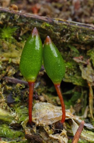 Buxbaumia viridis (kyjanôčka zelená)