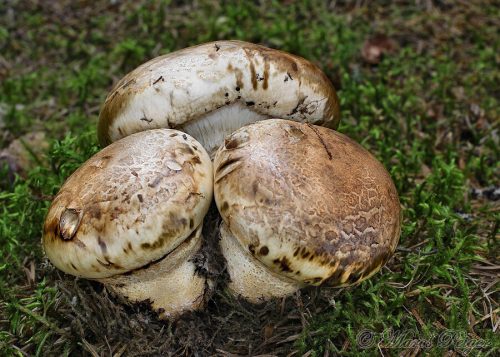 Catathelasma imperiale (náramkovka cisárska)