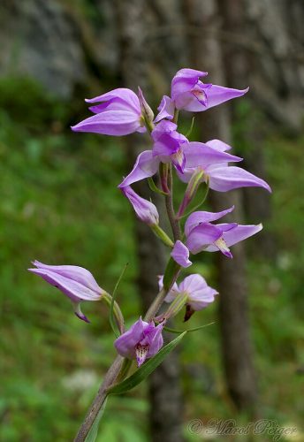 Cephalanthera rubra (prilbovka červená)