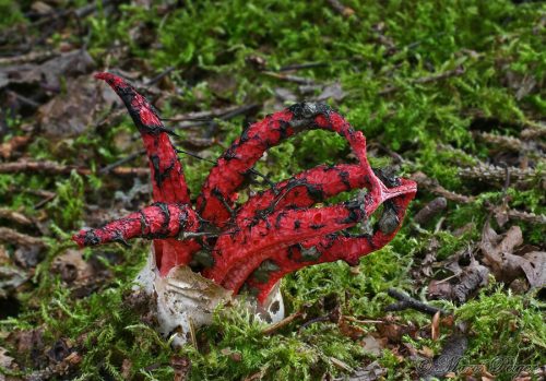 Clathrus archeri (kvetovec Archerov)