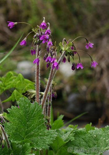 Cortusa matthioli (kortúza Matthioliho)