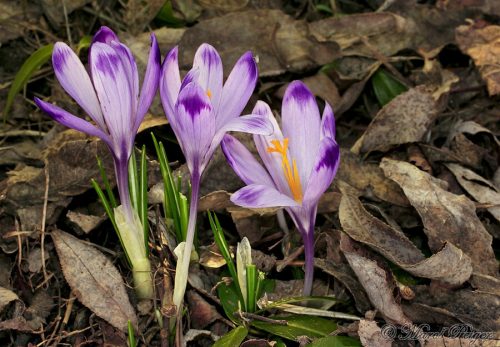 Crocus discolor (šafran spišský)