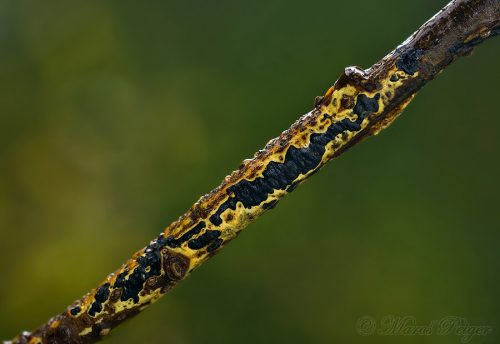 Cryptomyces maximus (skrytohubka žltoobrúbená)