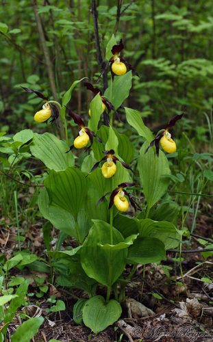 Cypripedium calceolus (črievičník papučkový)