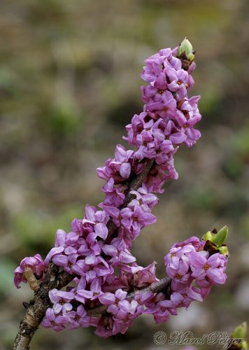 Daphne mezereum (lykovec jedovatý)