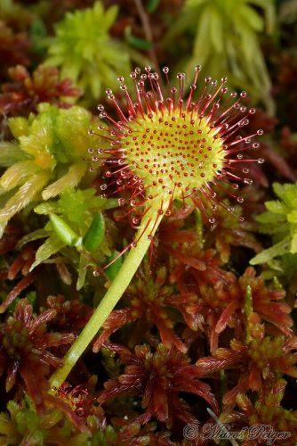 Drosera rotundifolia (rosička okrúhlolistá)