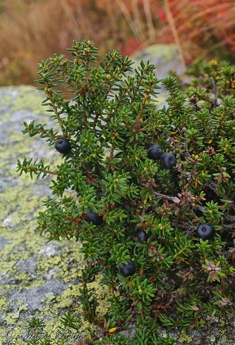 Empetrum hermaphroditum (šucha obojpohlavná)