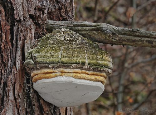 Fomitopsis officinalis (práchnovček lekársky)