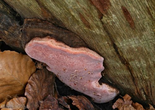 Fomitopsis rosea (práchnovček ružový)