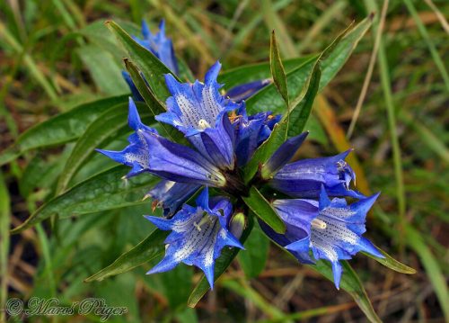 Gentiana asclepiadea (horec luskáčovitý)