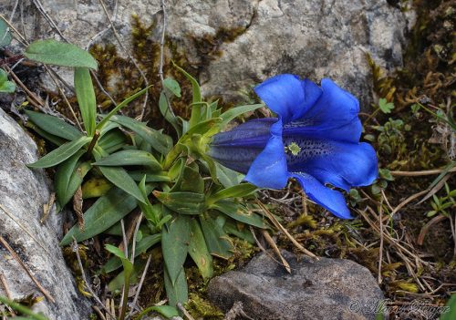 Gentiana clusii (horec Clusiov)