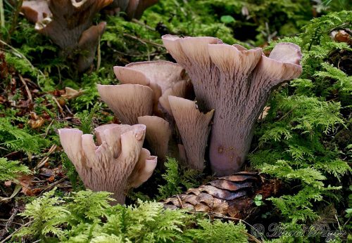 Gomphus clavatus (lievikovec kyjakovitý)