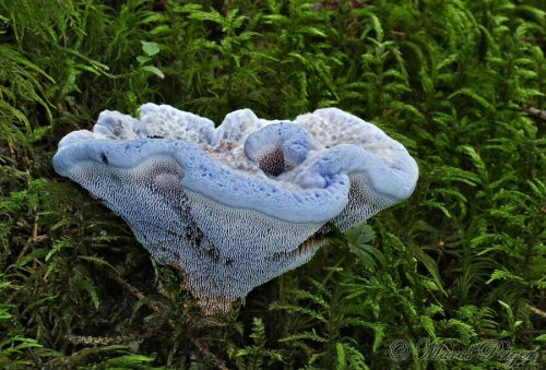 Hydnellum caeruleum (jelenkovka modrastá)