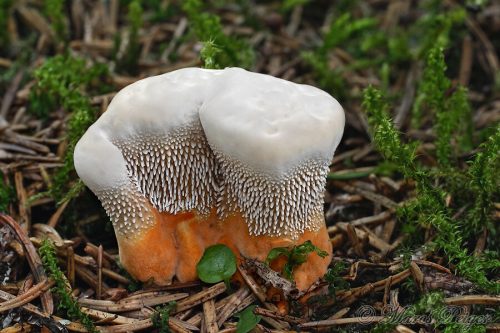 Hydnellum floriforme (jelenkovka oranžová)