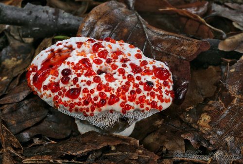 Hydnellum peckii (jelenkovka pálčivá)