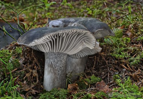 Hygrophorus marzuolus (šťavnačka marcová)