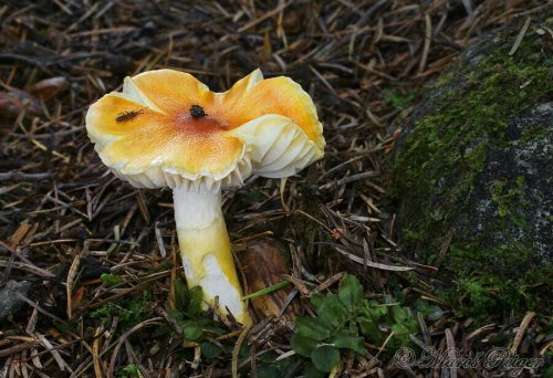 Hygrophorus speciosus (šťavnačka úhľadná)