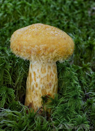 Lactarius repraesentaneus (rýdzik nádherný)