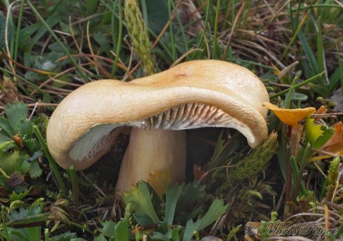 Lactarius salicis reticulatae (rýdzik vrchovský)