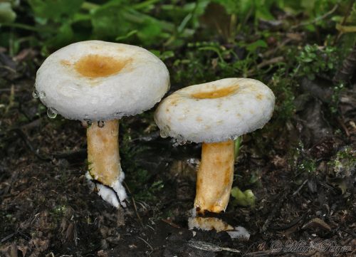 Lactarius scoticus (rýdzik škótsky)