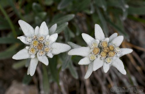 Leontopodium alpinum (plesnivec alpínsky)