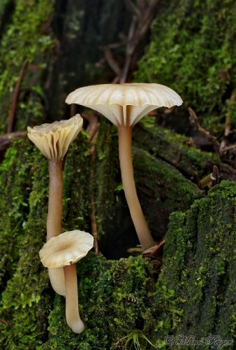 Lichenophalia umbellifera (kalichovka vrúbkovaná)