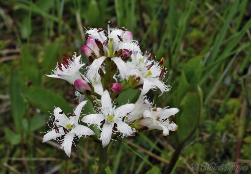 Menyanthes trifoliata (vachta trojlistá)