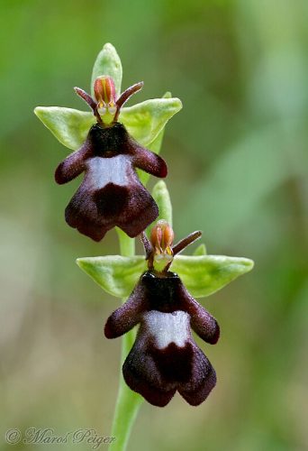 Ophrys insectifera (hmyzovník muchovitý)