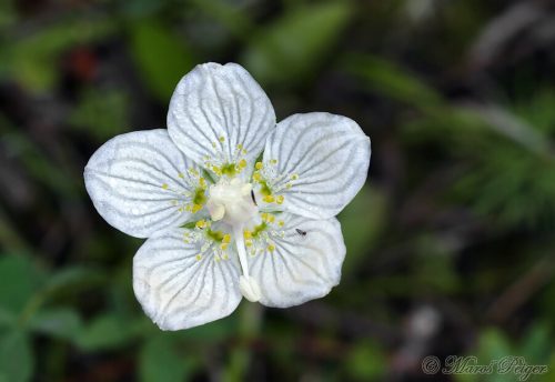 Parnassia palustris (bielokvet močiarny)