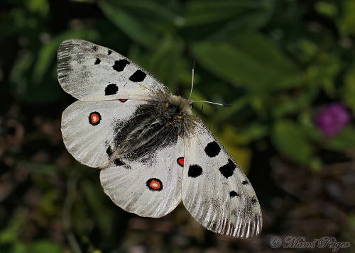 Parnassius apollo (jasoň červenooký)