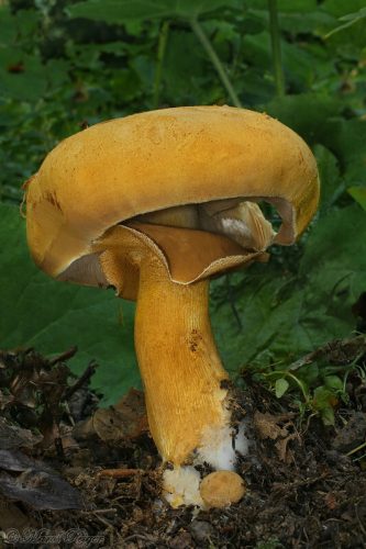 Phaeolepiota aurea (zrnuľa zlatá)