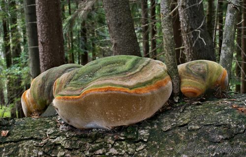 Phellinus hartigii (ohňovec Hartigov)