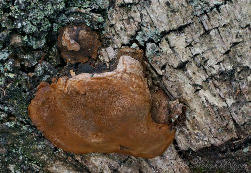 Phellinus lundellii (ohňovec Lundellov)