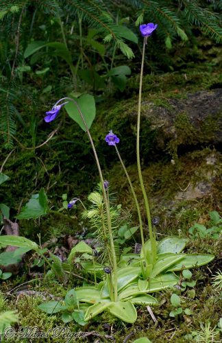 Pinguicula vulgaris (tučnica obyčajná)