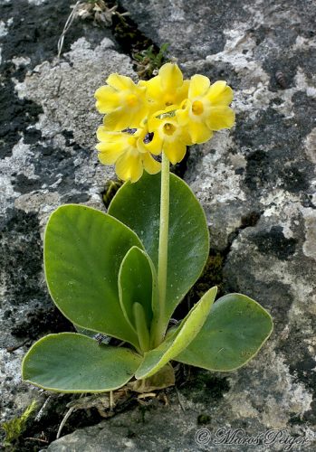 Primula auricula (prvosienka holá)