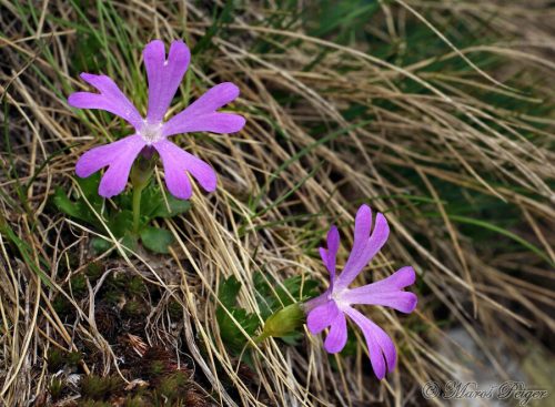 Primula minima (prvosienka najmenšia)