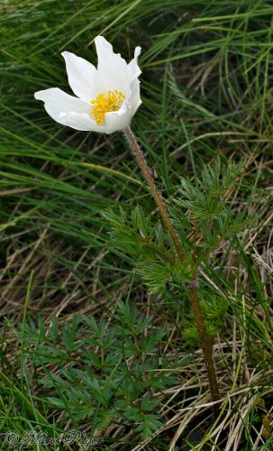 Pulsatilla scherfelii (poniklec biely)