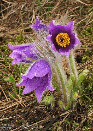 Pulsatilla slavica (poniklec slovenský)