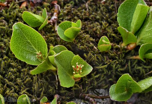 Salix herbacea (vŕba bylinná)